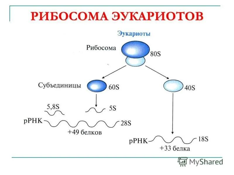 структура рибосомы биохимия. синтез рнк на рибосомах. биосинтез рибосом. биосинтез рибосом. трансляция биосинтез белка на рибосоме.