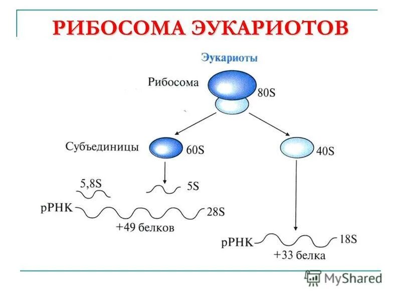 В результате пластического обмена биосинтеза