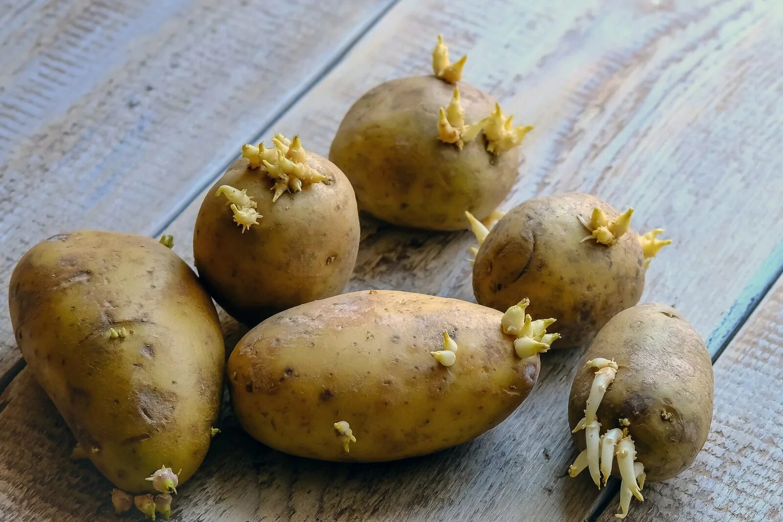 Почему картошка горчит. Проросшая картошка. Ростки картофеля. Картошка с ростками. Картофель с отростками.