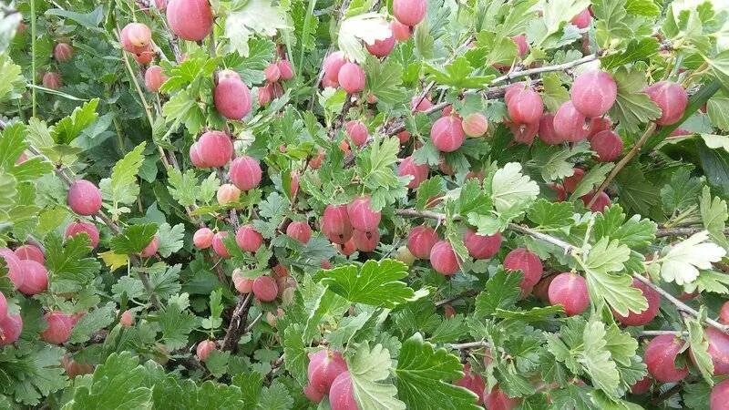 Крыжовник Машенька. Крыжовник бесшипный Машенька. Крыжовник сорта Консул (сенатор). Конфетный сорт крыжовника.