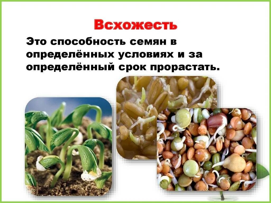 Как проверить семена томатов на всхожесть. Как определить всхожесть семян. Определение всхожести семян. Проверка семян на всхожесть. Как проверить семена на всхожесть.