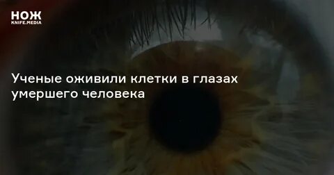 Посмотрим в глаза мертвым