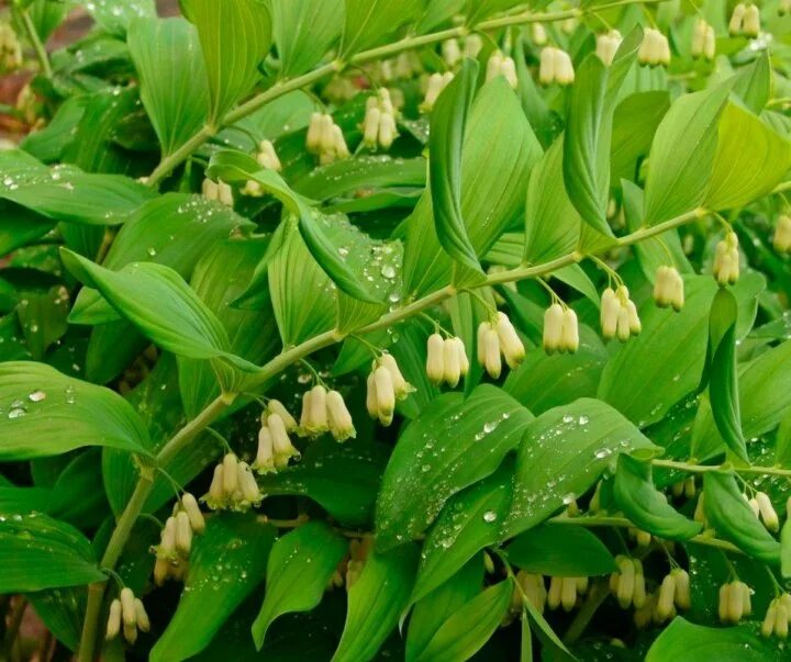 Купена (polygonatum). Купена многоцветковая ягоды. Купена мутовчатая. Купена фото растения и описание ядовитая. Купена (polygonatum).