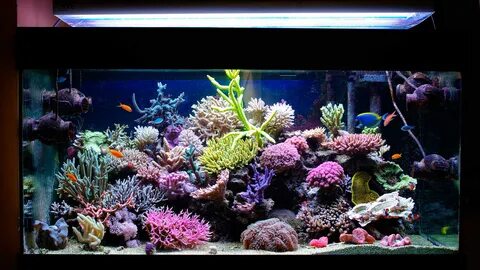 Работа морские аквариумы