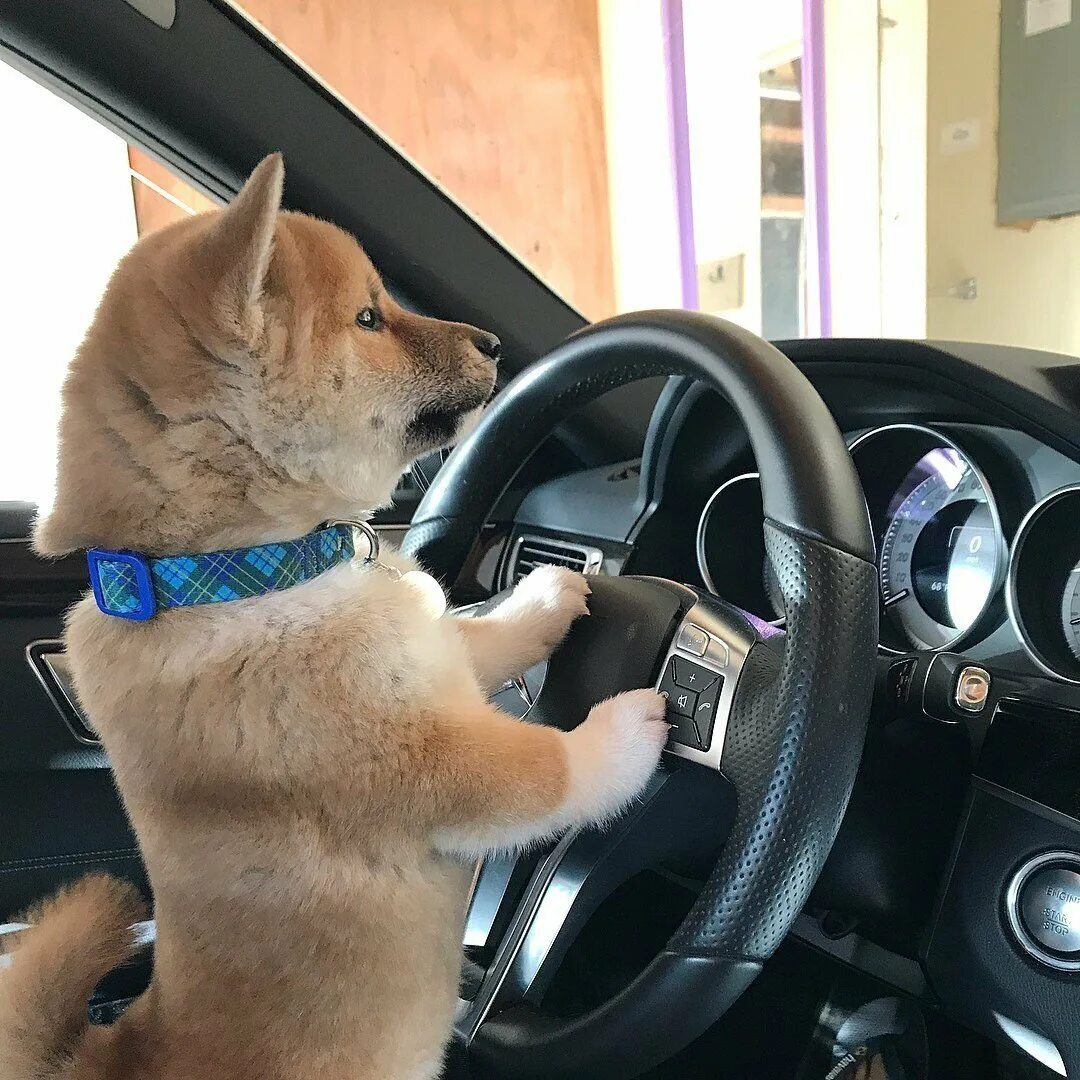 Веселое в машину слушать. Смешные автомобили. Животные в машине. Животные за рулем. Собака за рулем.