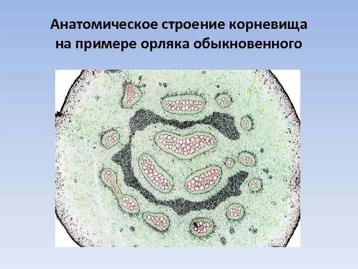 Какой тип питания характерен для орляка. Анатомическое строение корневища орляка. Поперечный срез корневища орляка. Продольный срез папоротника орляка. Срез корневища папоротника орляка.