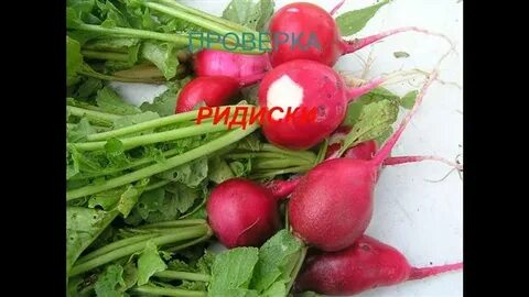 Кто ест редиску