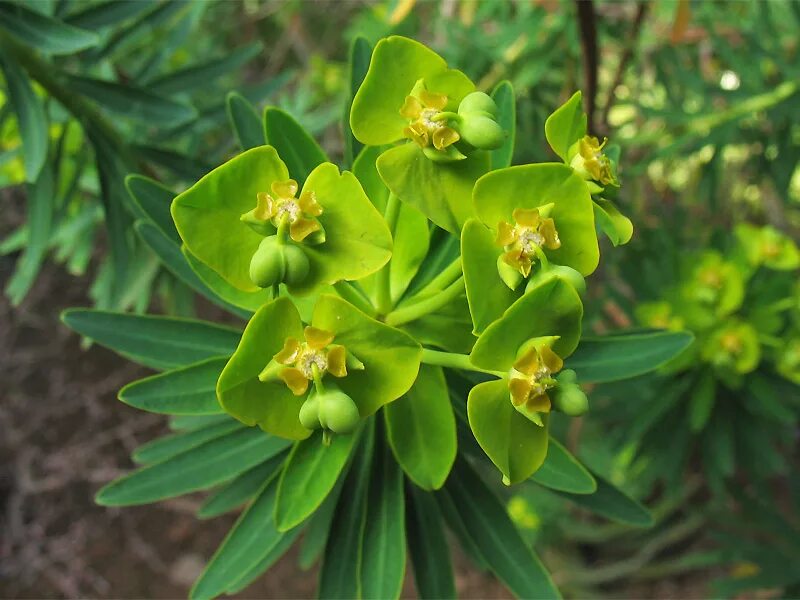 Молочайные. Молочай. Молочайные (Euphorbiaceae). Молочай Канарский Euphorbia canariensis. Молочай Аммак.