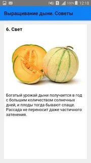 Сколько растет дыня
