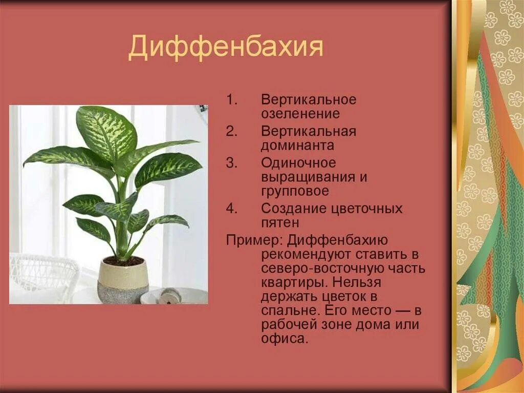 Диффенбахия вредное. Ядовитый цветок диффенбахия. диффенбахия ядовитое растение. ядовитый комнатный цветок диффенбахия.