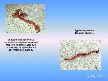Характеристика ресничных червей