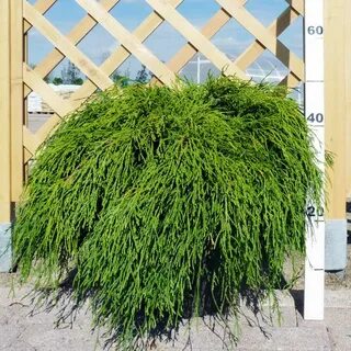 Кипарис горохоплодный филифера