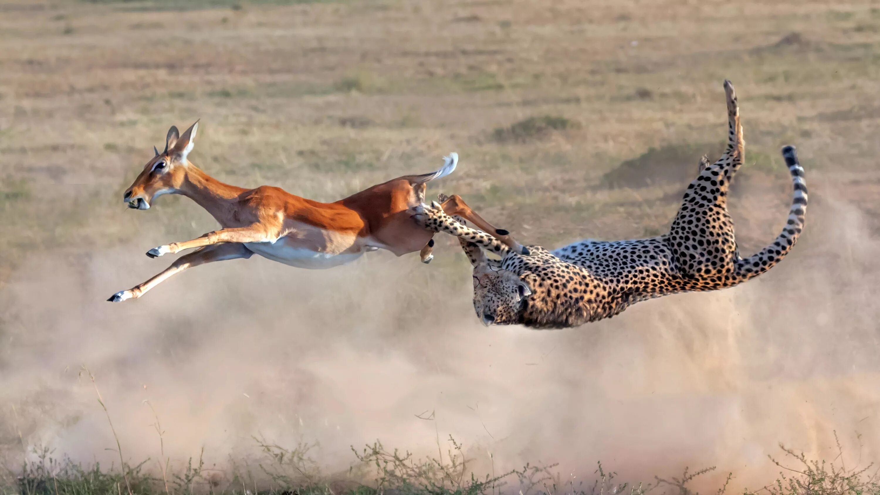 Гепард и антилопа. Гепард догоняет антилопу. Гепард охотится на антилопу. Леопард охотится на антилопу.