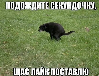 Поставь собаку