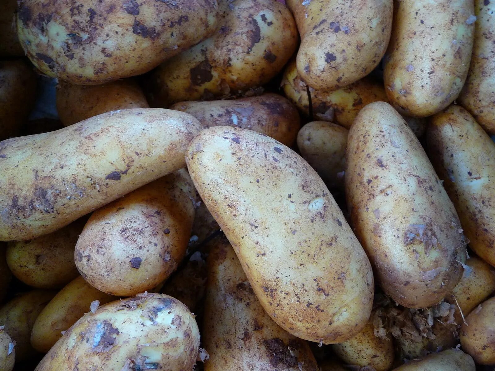 Картофель сорт Сесиль. Сорт картофеля Атлант. Сорт картошки Атланта. Сорт картофеля Калипсо.