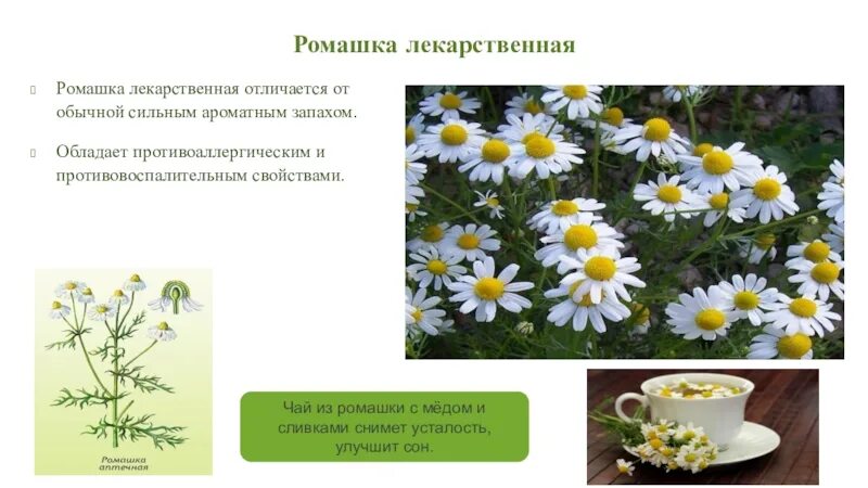 Какая ромашка является лекарственной. Лекарственные растения ромашка. лечебное растение ромашка. ромашка лекарственная описание. полезное растение ромашка.