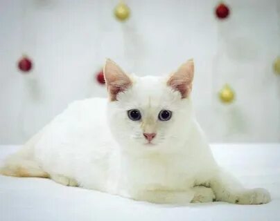 Тайский белый кот