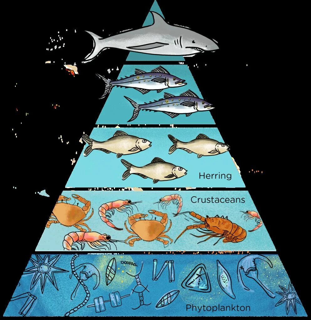 Фитопланктон цепь питания. Цепочка питания в море. Цепь питания в океане. Пищевая цепочка акулы. Пищевая цепь морских животных.