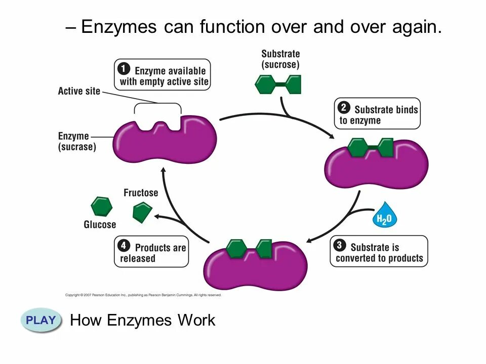 Enzimler. Enzyme шаблон. Enzyme sucrose. Enzyme substrate.