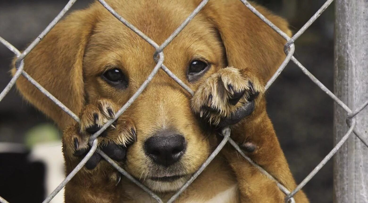 Some animals go to a shelter. Собака за сеткой. Любитель животных. Бездомные животные в Мексике. Собака провинилась.