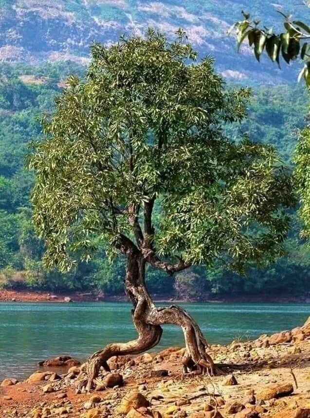 Those are trees
