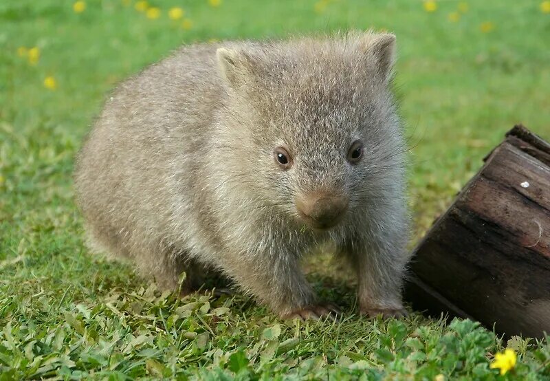 Wombat перевод. Северный длинношерстный вомбат. Вомбат в Австралии. Вомбат вомбат. Северный шерстоносый вомбат.