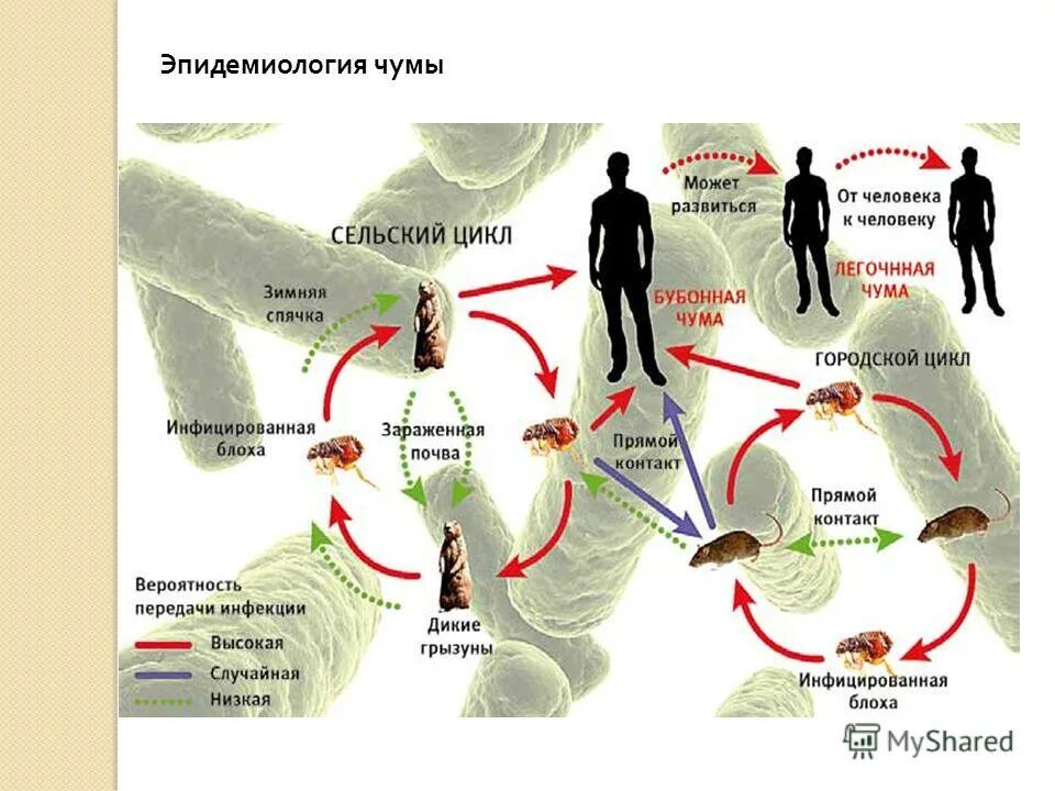 Чума происхождение болезни. Эпидемиология возбудителя чумы. Чума инфекции патогенез.