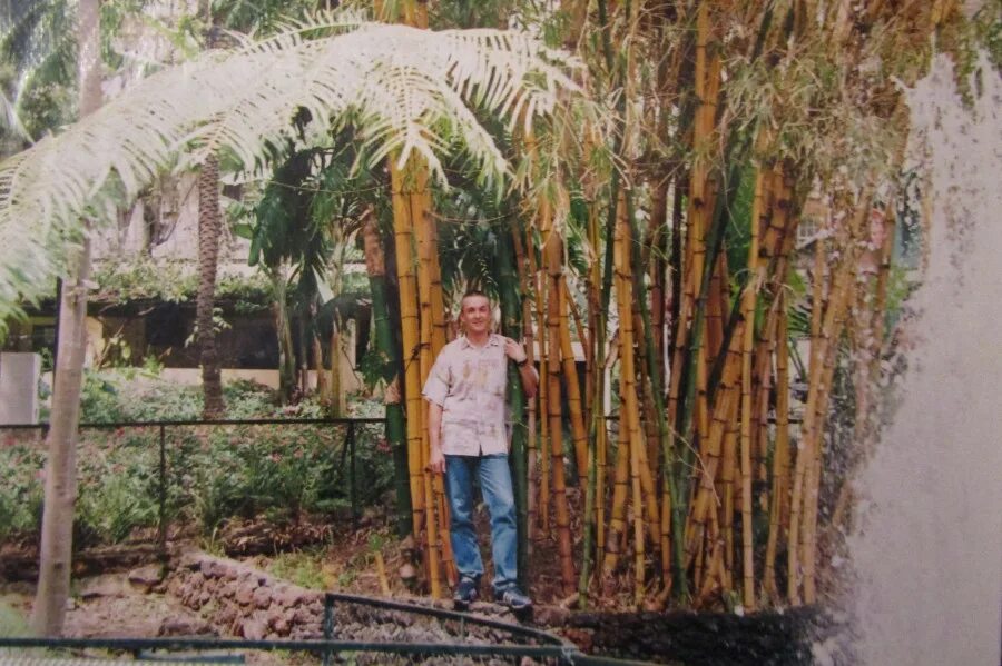 Высота бамбука в метрах. Как быстро растет бамбук. Самый толстый бамбук. Рост бамбука за сутки