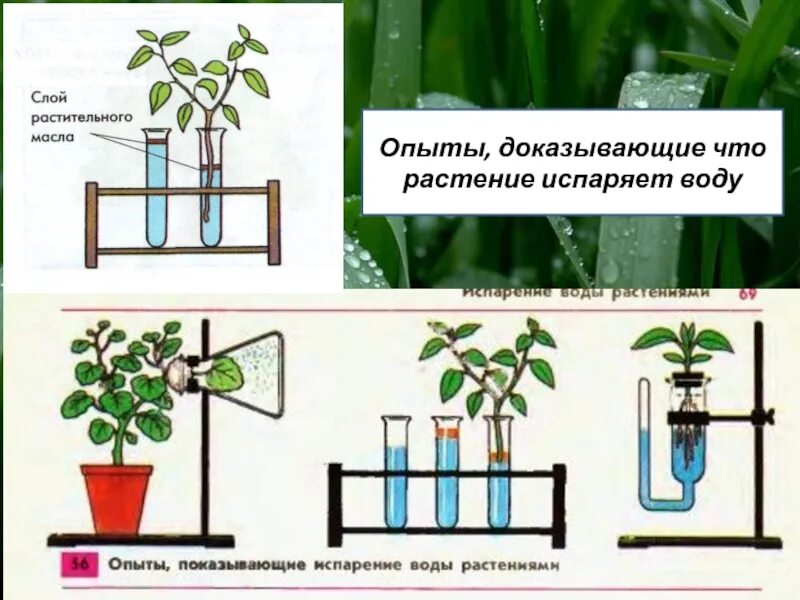 Испаряют значительное количество воды. Опыт по транспирации у растений. Эксперимент испарение воды листьями. Опыт показывающий испарение воды растениями. Опыт растения испаряют воду.