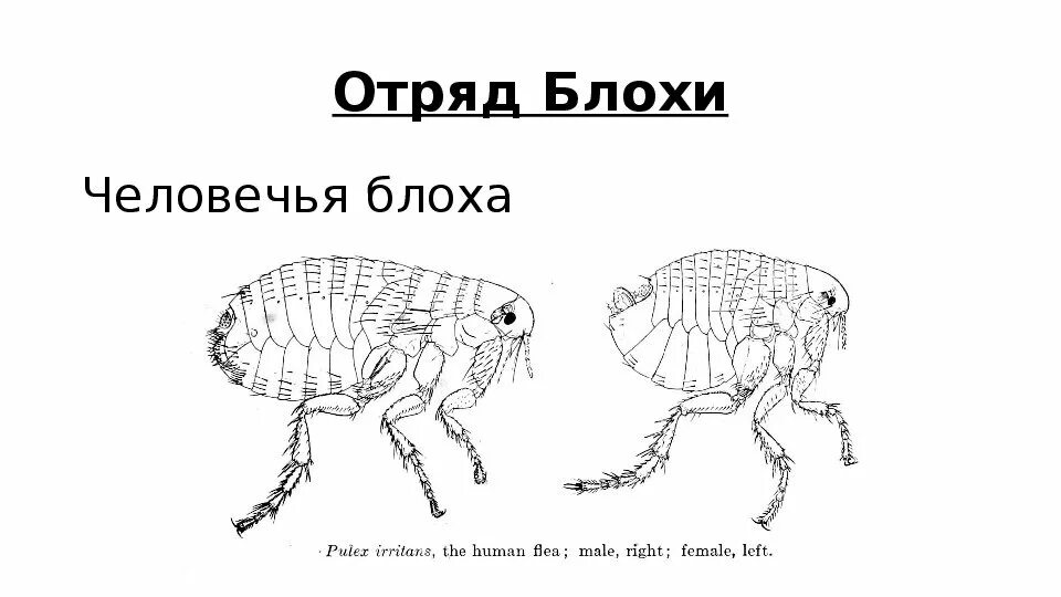 Блоха задание егэ. Внутреннее строение блохи схема. блоха человеческая схема строения. блоха человеческая рисунок биология. строение блохи.