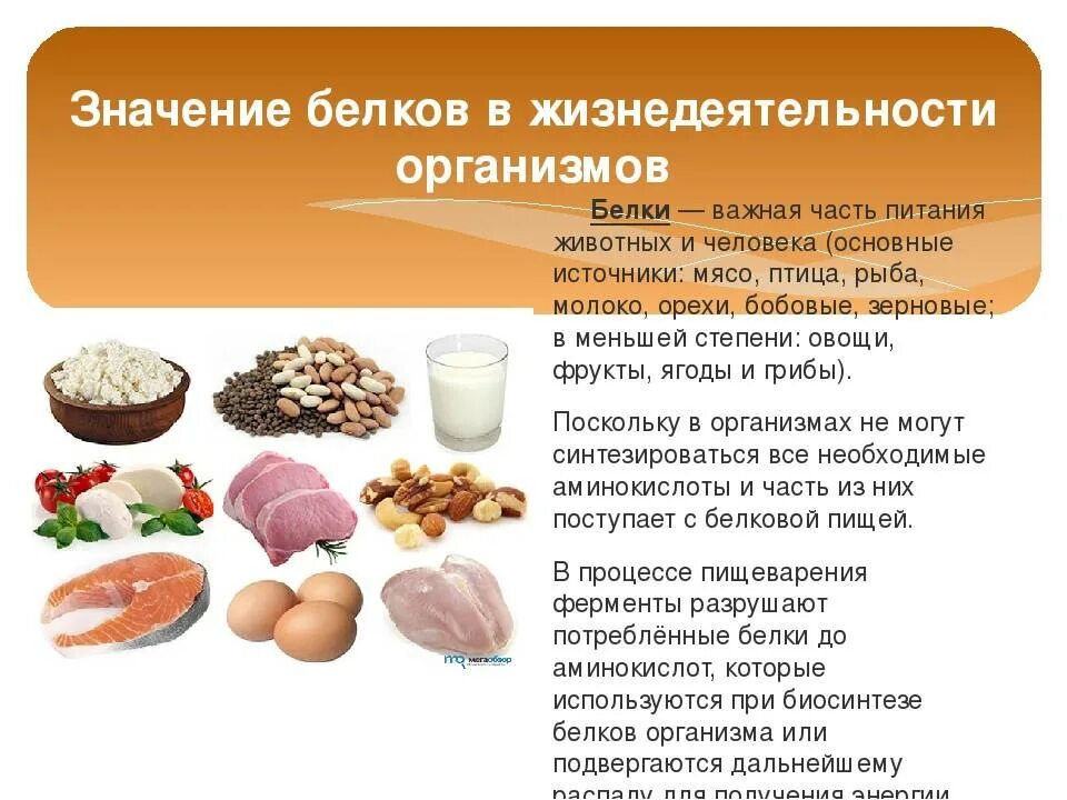 Значение белков в рационе