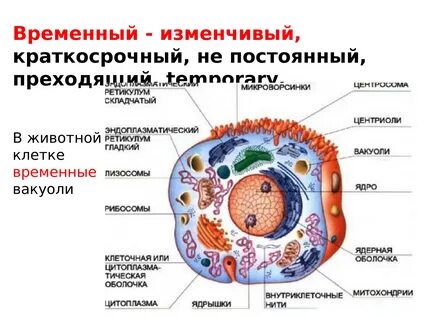 Основные признаки животной клетки