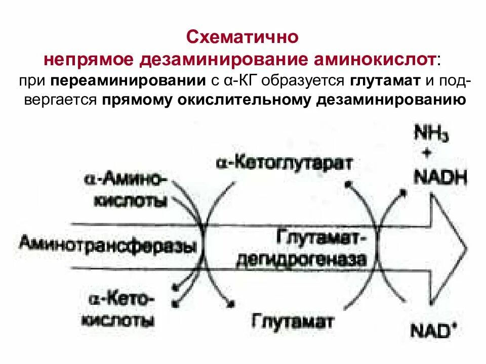 Непрямое окислительное дезаминирование. Непрямое окислительное дезаминирование аминокислот схема. Косвенное дезаминирование Валина. Непрямое дезаминирование аминокислот реакции. Реакция непрямого дезаминирования аланина.