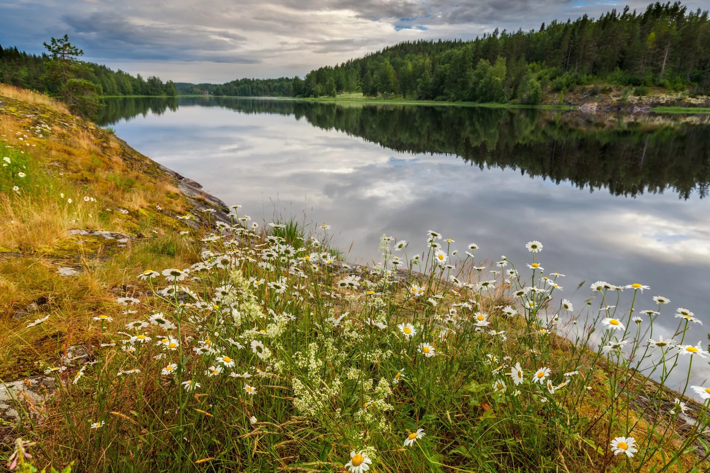 Карелия озера иван чай. Michael james smith картины. Летний пейзаж. Лес цветок поле река. Лес цветок поле река.