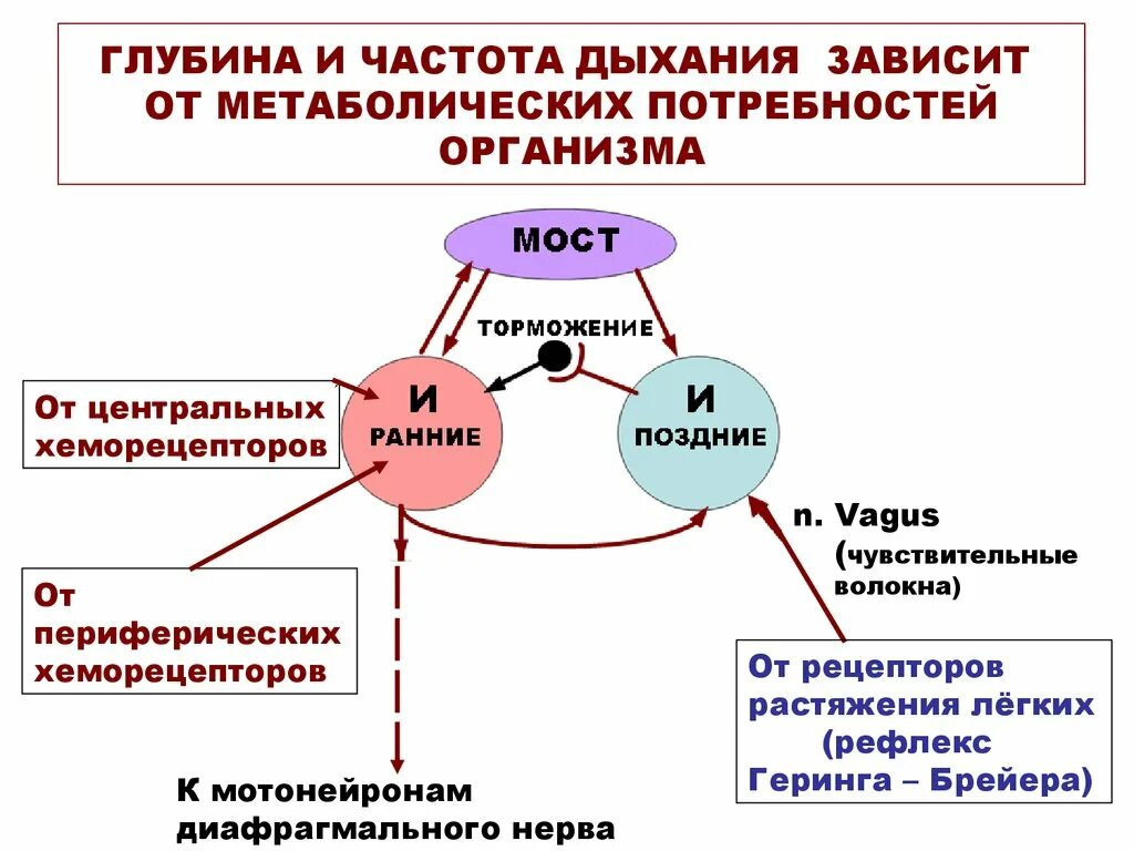 Рефлексами потребностями. Рефлекс Геринга-Брейера в регуляции дыхания. Рефлекс растяжения Геринга-Брейера. Рефлекс Геринга-Брейера начинается с рецепторов. Частота и глубина дыхания.