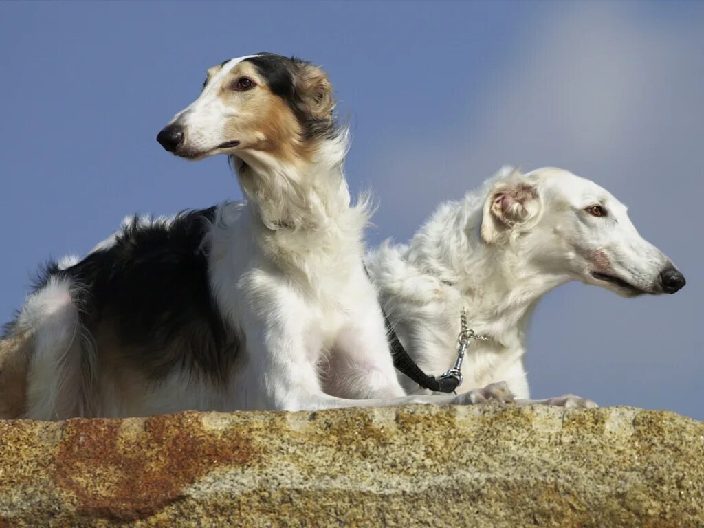 Кафе борзая. Borzoi. русская псовая. русская борзая собака. сиамская борзая.