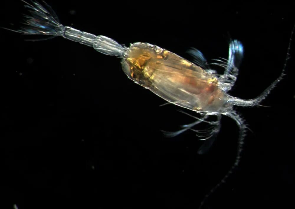Зоопланктон коловратки. Зоопланктон и фитопланктон. Зоопланктон рачки. Crustacea зоопланктон.
