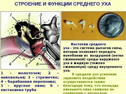Какое значение имеет ухо