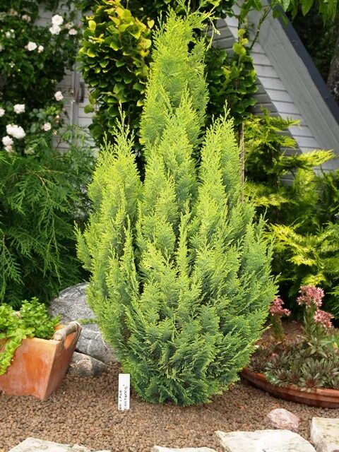 Кипарисовик лавсона в ландшафтном дизайне фото Pinpoint ® Blue & Gold False Cypress Chamaecyparis lawsoniana Proven Winners