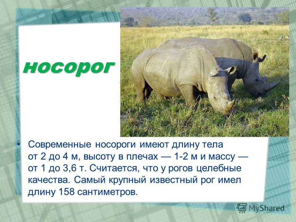 Сколько весит носорог. Носорог весит 4кн какова его масса. Белый носорог интересные факты. Проект про белого носорога. Носорожья-носорог юго западный-юго запад.