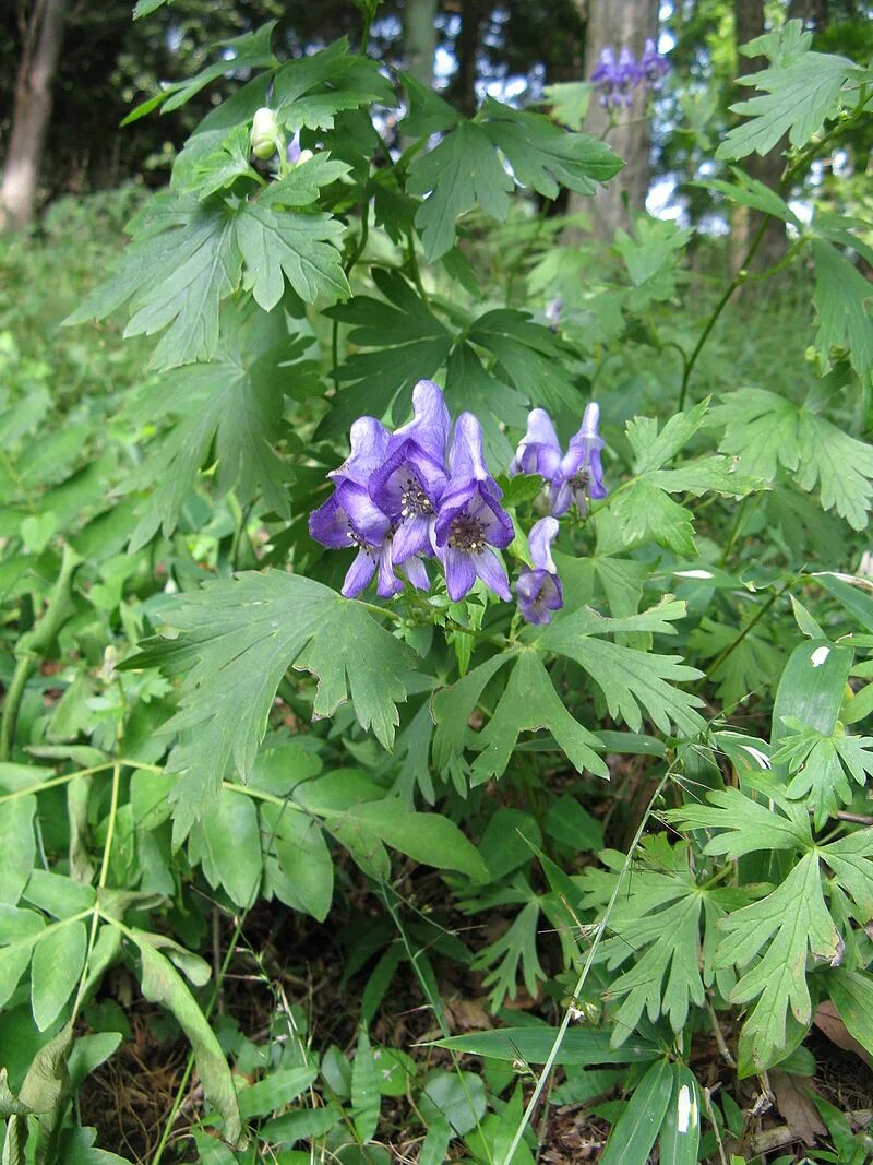 Аконит листья. Аконит. aconitum japonicum. аконит белоустый. волчий аконит.
