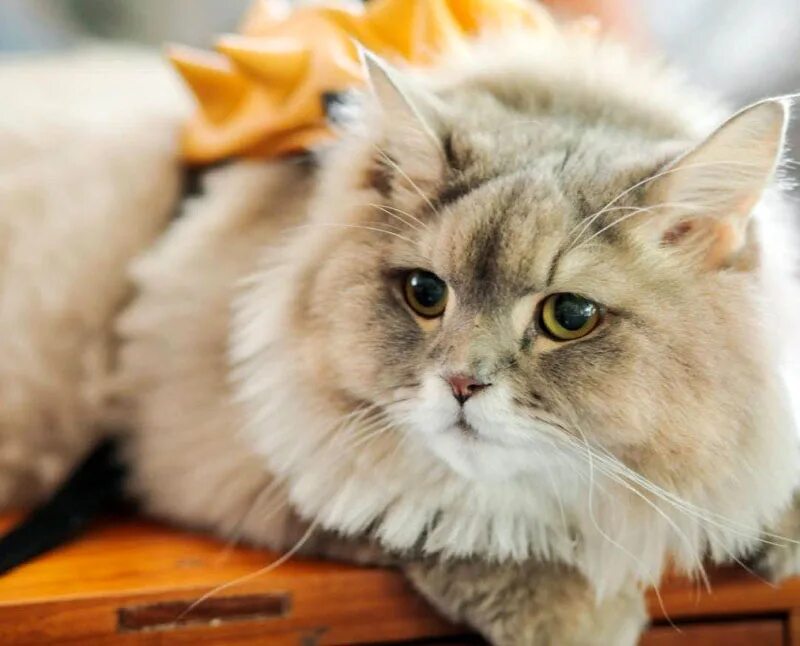 Bone bone cat