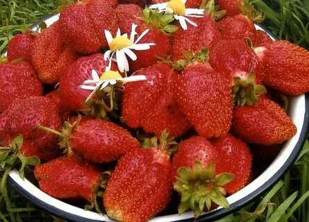 Клубника дивная отзывы описание