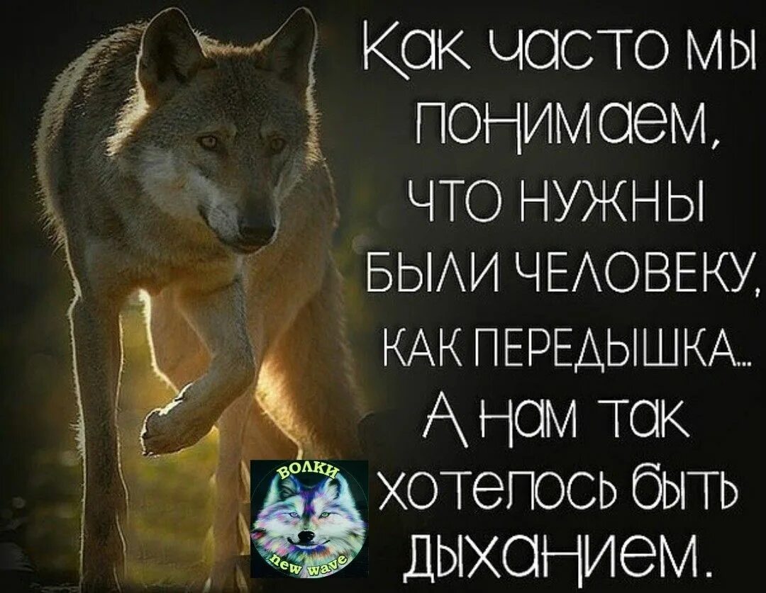 Про жизнь волков. Статусы про Волков. Цитаты волка. Статусы с волками. Высказывания о волках.