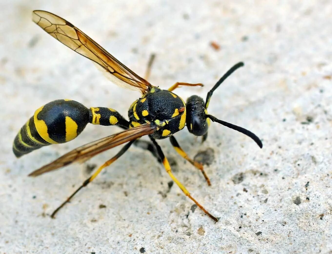 сцелифрон пелопей. картинка оса для детей в детском саду. германская оса германская оса. 5 букв заканчивается оса. слова на п.