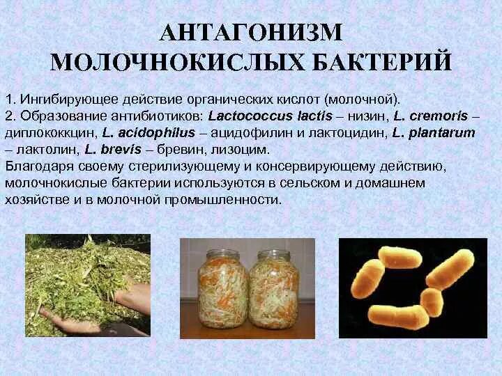 Почему молочнокислые бактерии. Экстракт молочнокислых бактерий. молочнокислые бактерии. антагонизм бактерий. антагонизм микроорганизмов.