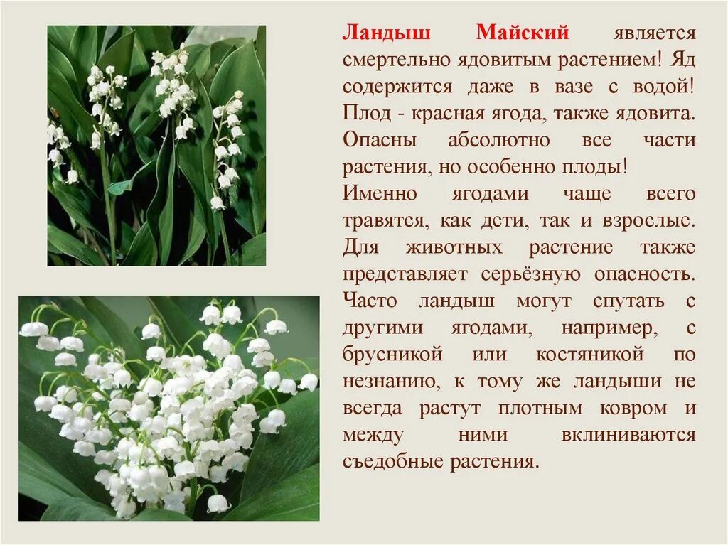 Ядовитые растения окружающий мир 2 класс сообщение. Белый ядовитый цветок. ядовитые растения брянской области. ядовитые растения тульской области фото и описание. ядовитые растения челябинской области.