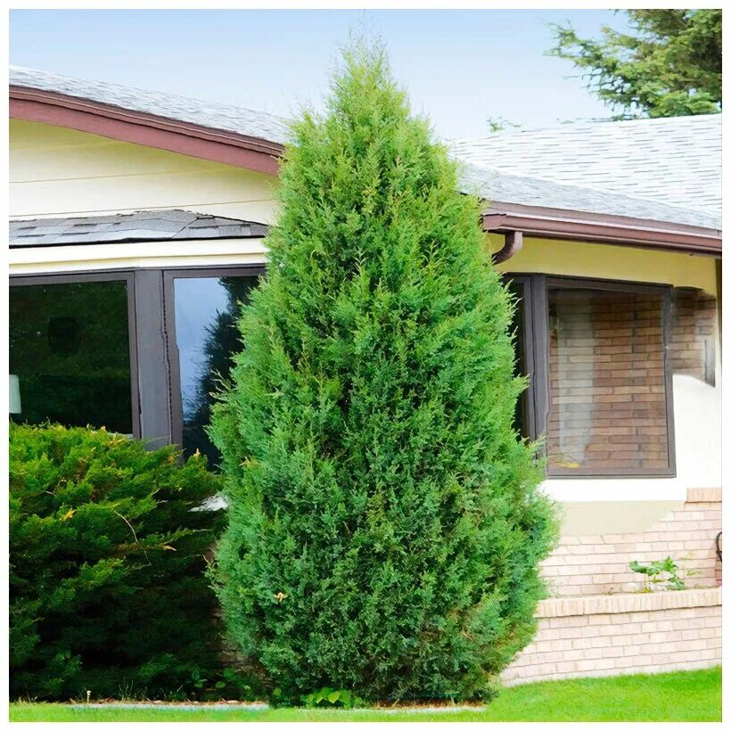 можжевельник виргинский глаука. лесландия база отдыха. база отдыха всеволожский район. лесландия. приозерск турбаза ладога.