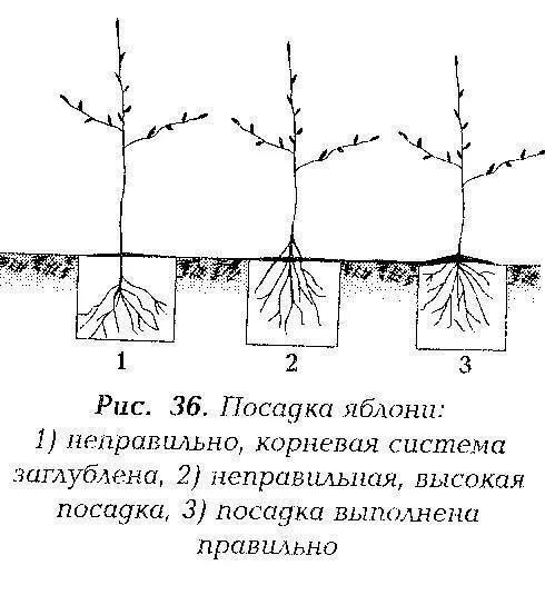 На каком расстоянии сажать груши друг. Схема посадки саженцев яблони. Схема высадки колоновидных яблонь. Размер посадочной ямы для яблони. Схема посадки полукарликовых яблонь.