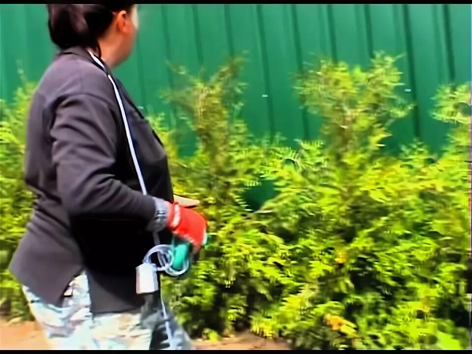 Стрижка туи смарагд весной. Видео стрижки туй. Как подстричь тую. Видео стрижки туй. Топиарная стрижка туи брабант.